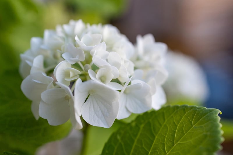 Egg Carton Flowers